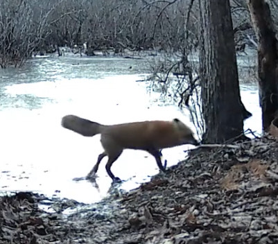 A fox with a bushy tail and its back foot in ice-water