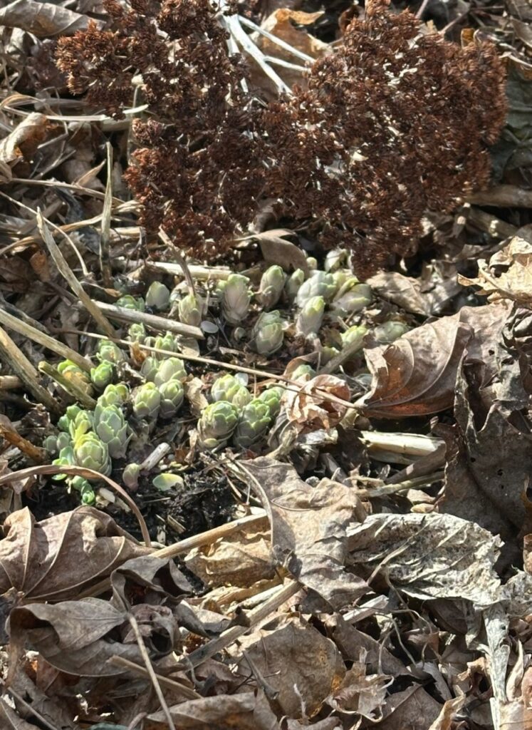 The top of the dead plant is now on the ground, and little pale green buds are pushing up out of the dirt.