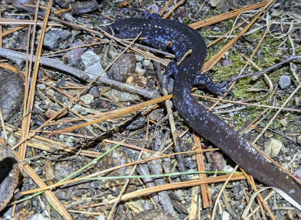 A black salamander with blue spots and a long tail walks on the ground.