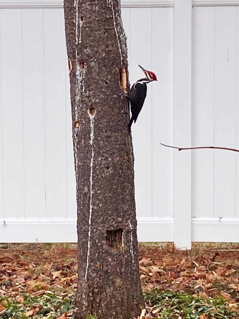 A red-headed woodpecker on a tree. There's a very large raw hole that the woodpecker just created.