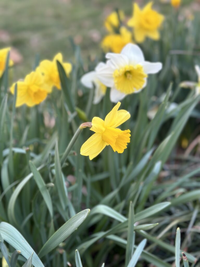 Yellow flowers with greenery on a sunny day.