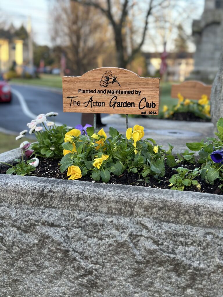 A stone planter with pansies and other flowers. A wooden sign in the planter proclaims "Planted and Maintained by the Acton Garden Club."